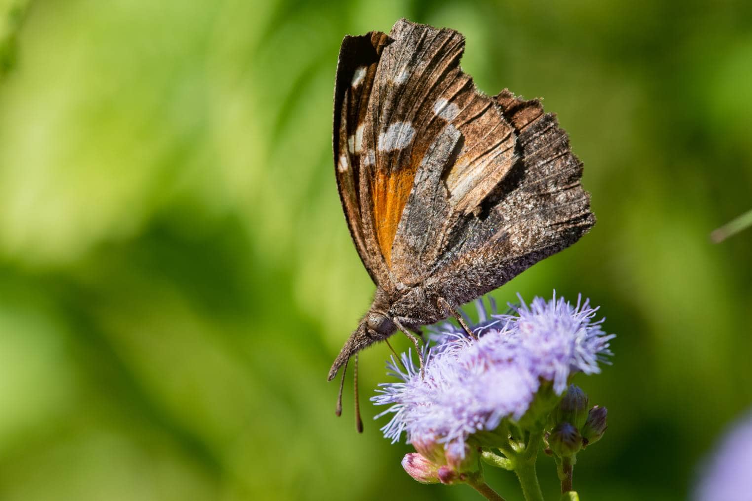 American Snout Butterfly