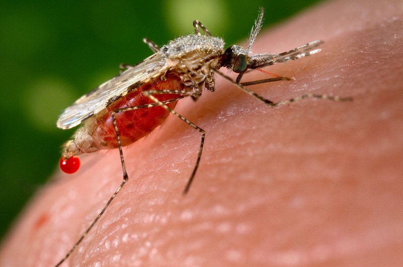 Closeup of an Anopheles stephensi mosquito sucking blood from skin