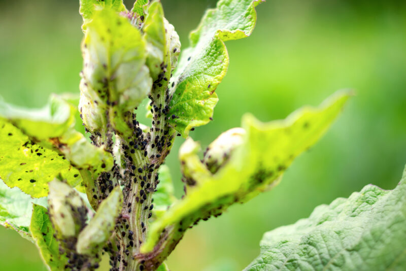 Aphids on plants