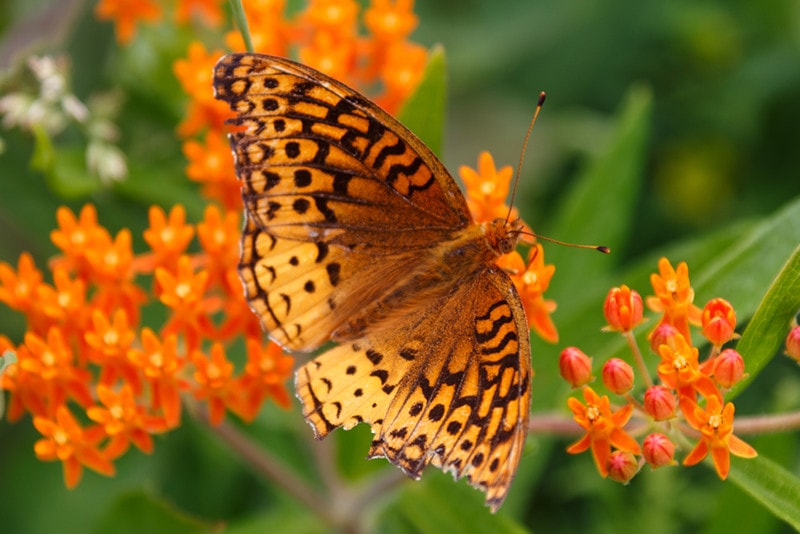 Aphrodite Fritillary