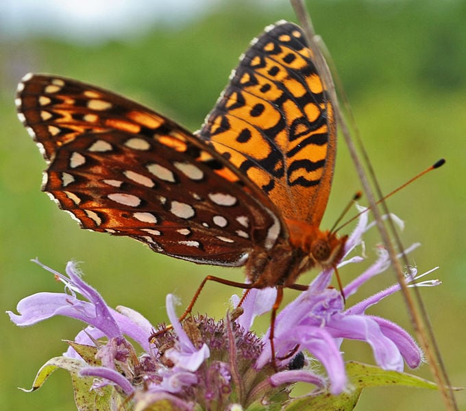 Aphrodite Fritillary