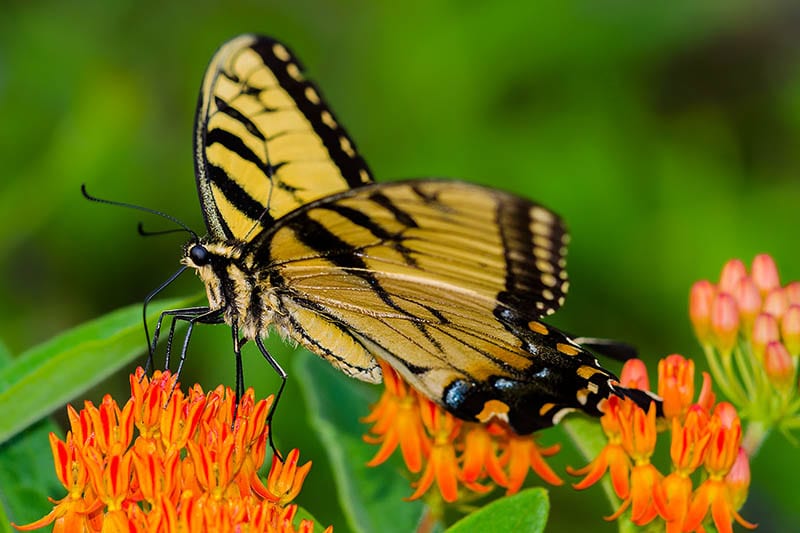 Appalachian tiger swallowtail