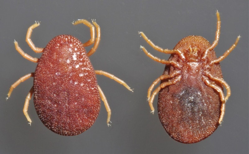 Image of Argas persicus argasid ticks, female, dorsal and ventral