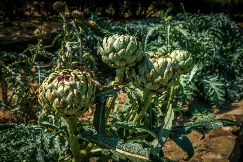 Artichokes growing in the garden