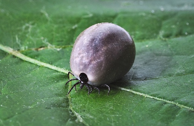 Asian Longhorned Tick