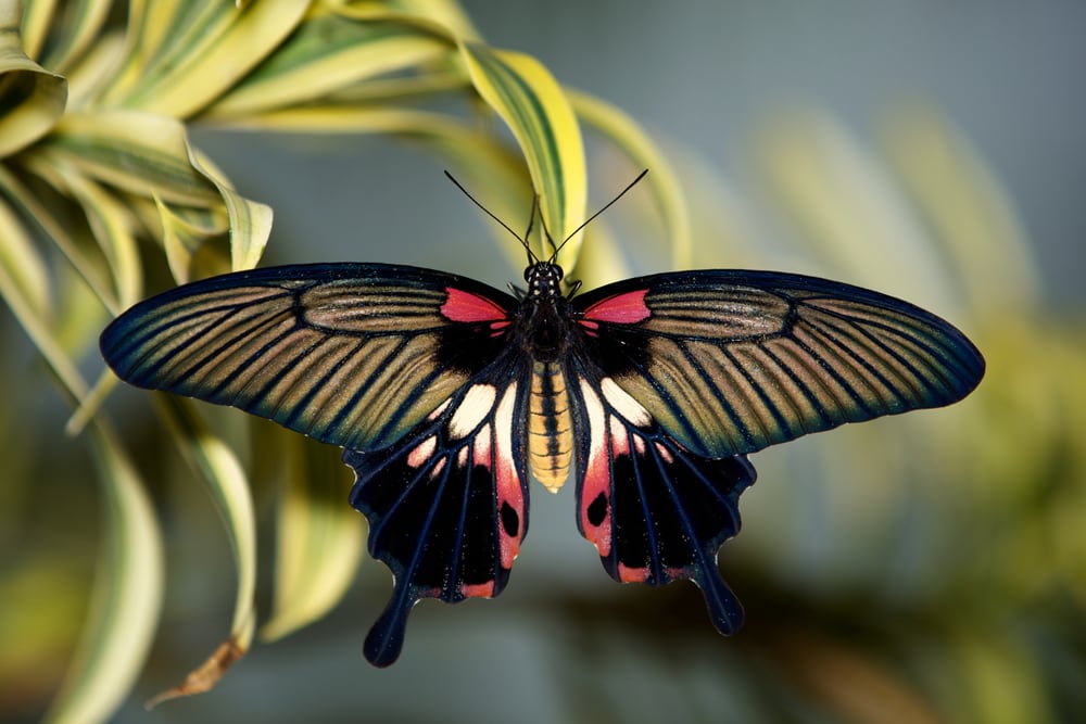 Asian Swallowtail butterfly