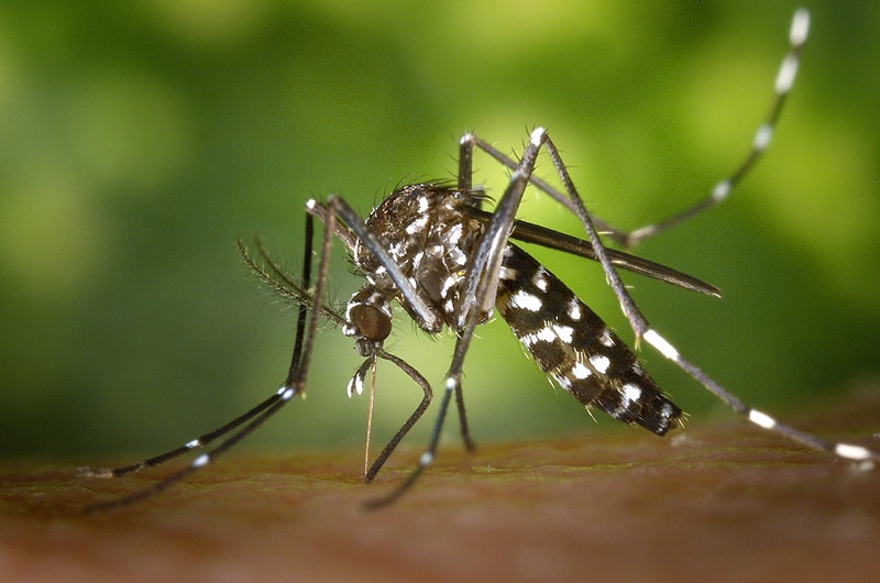 Asian Tiger (Forest) Mosquito