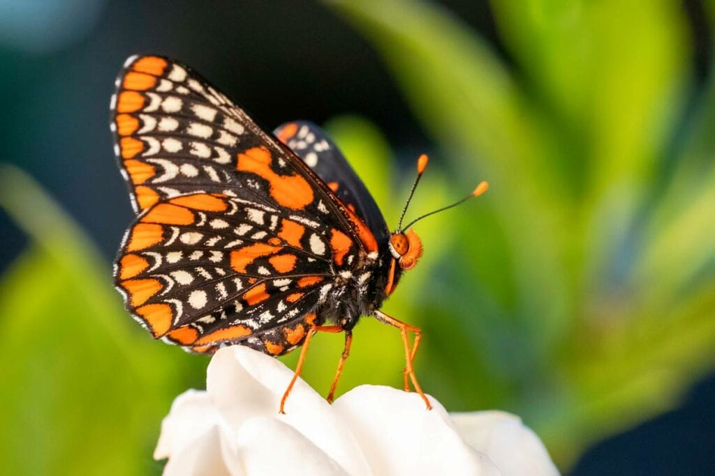 Baltimore Checkerspot Butterfly