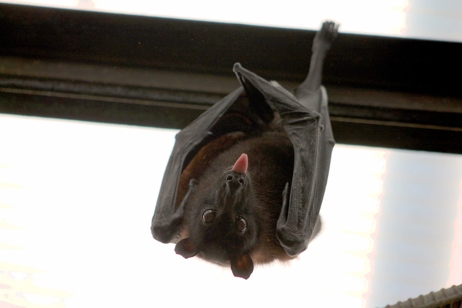 Picture of How Much Does It Cost to Remove Bats from an Attic? (2026) | Home Grail