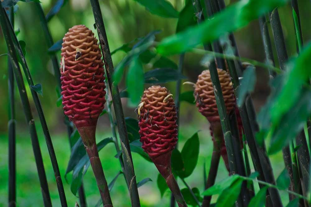 Beehive Ginger