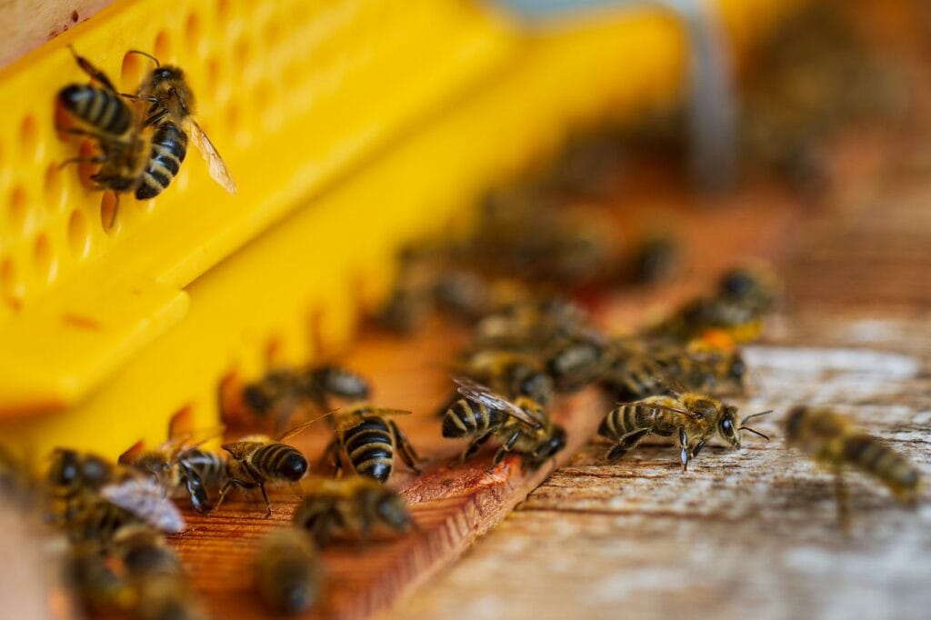 Bees Beehive