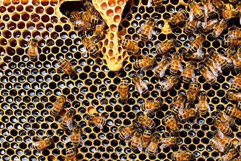 Bees Putting Honey