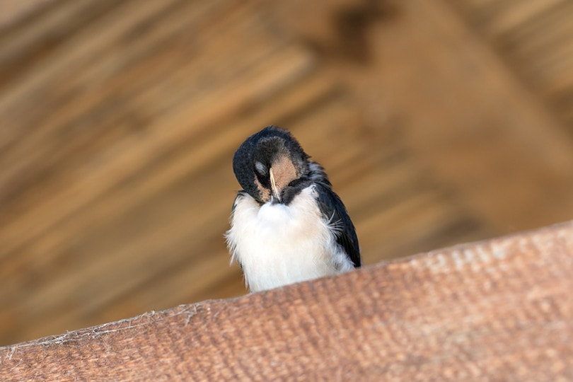 Bird in the attic