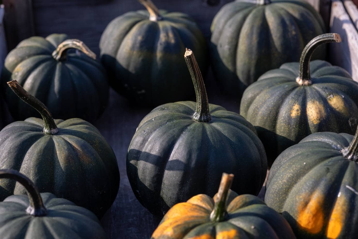 Black Kat Pumpkin