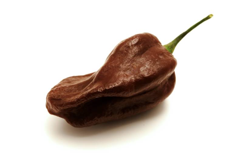 Black habanero on a white background