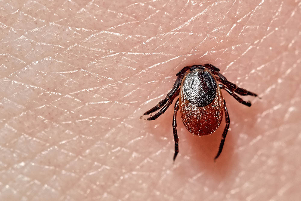 Blackhead deer tick
