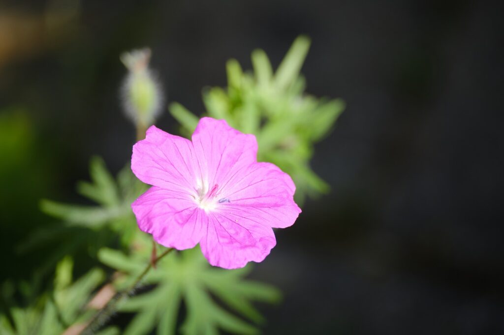 Bloody Cranesbill