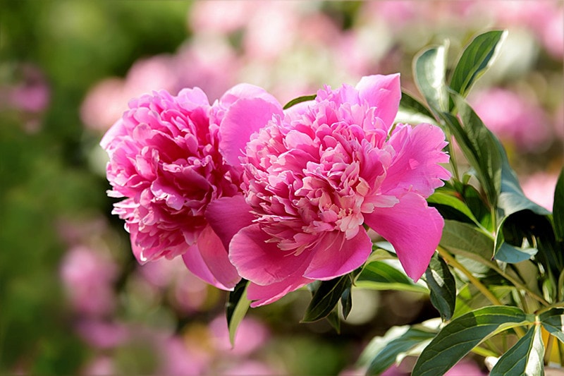 Bloomo Flower Peonies