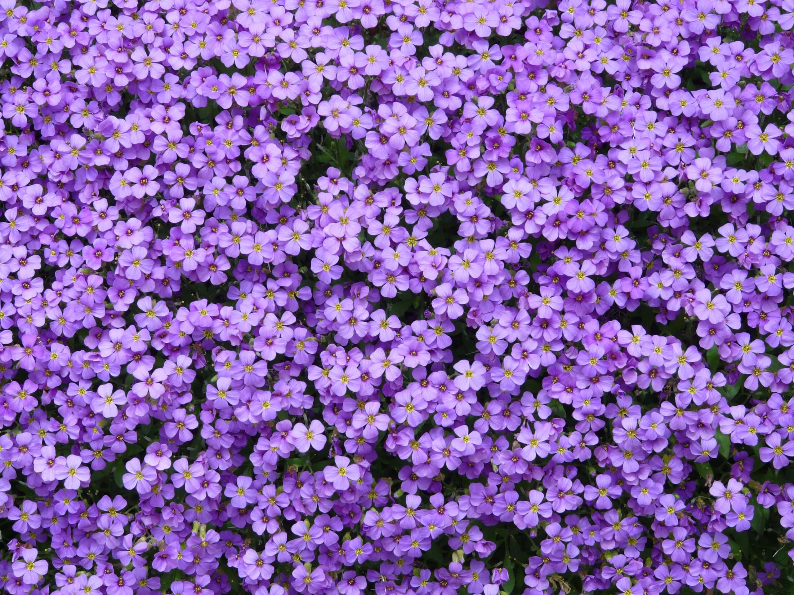 Blue Cushion Lavender