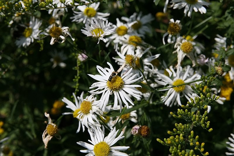 Boltonia Asteroides