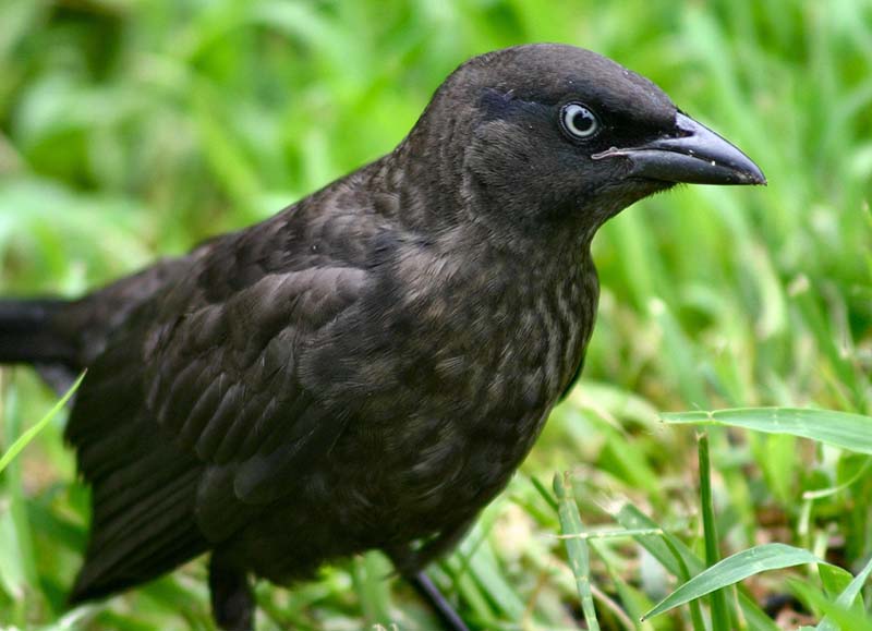 Brewer’s Blackbird