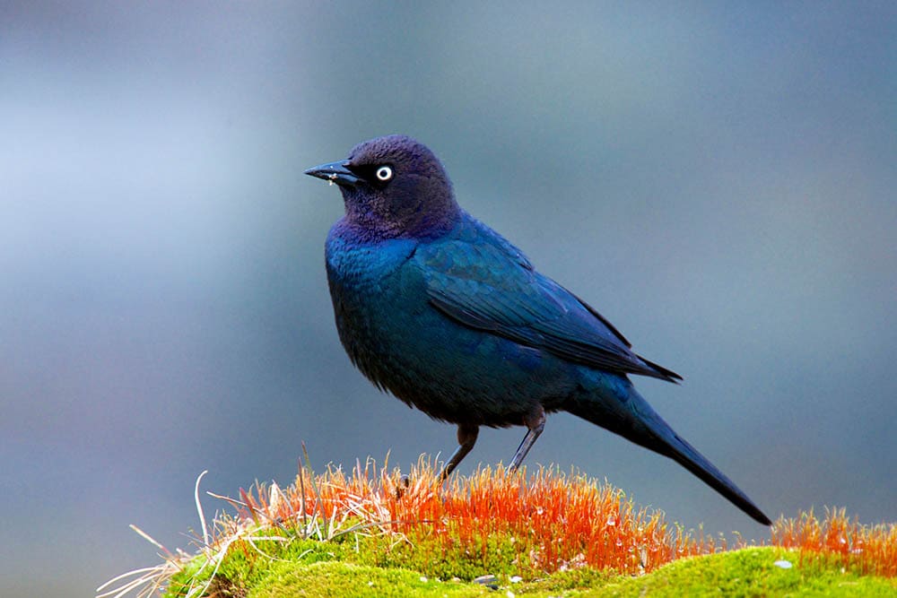 Brewers Blackbird