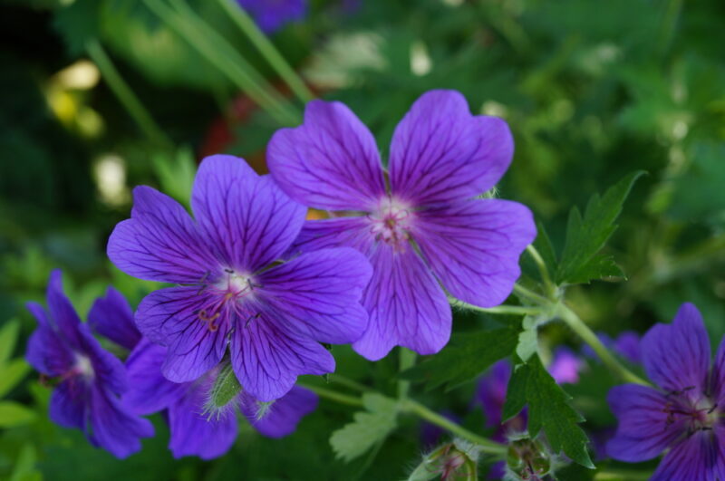 Broad-Petaled Geranium