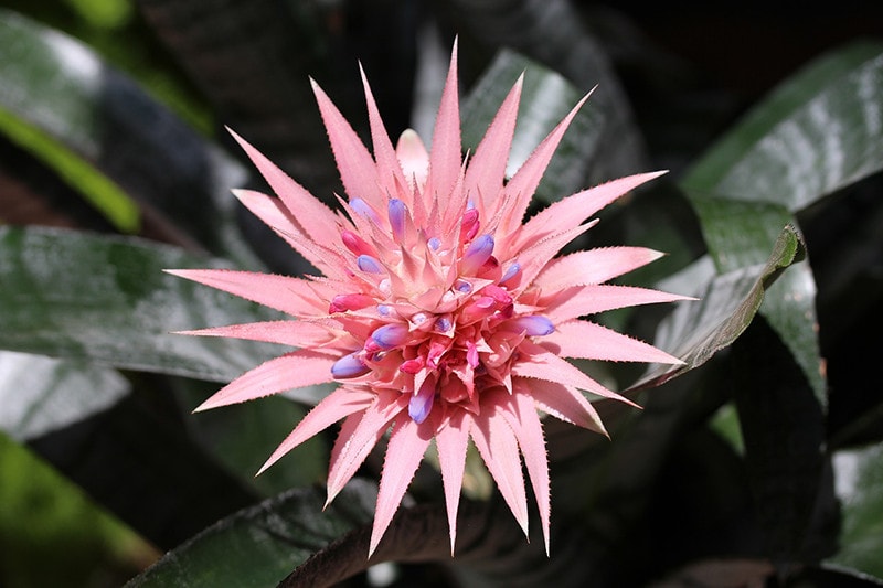 Bromeliad Plant