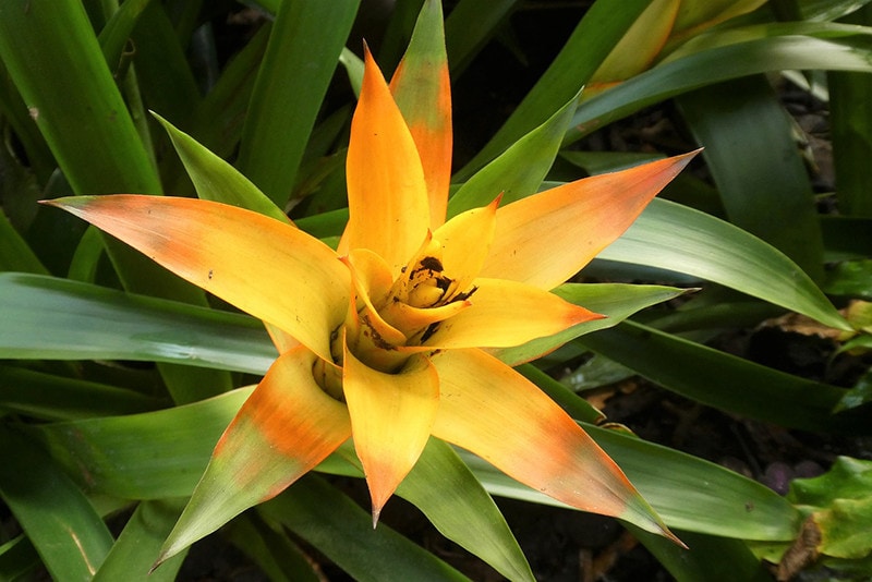 Bromeliad plants