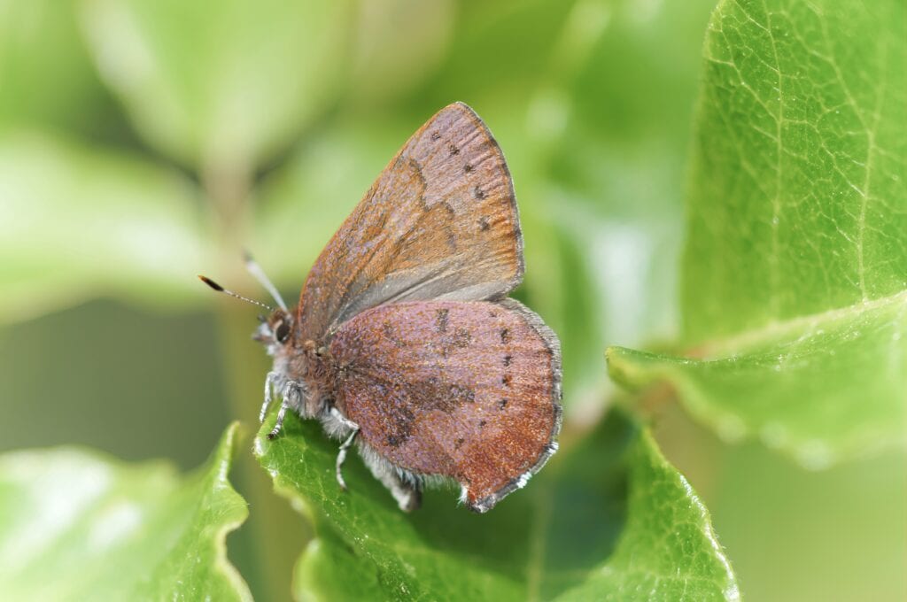 Brown Elfin Butterfly