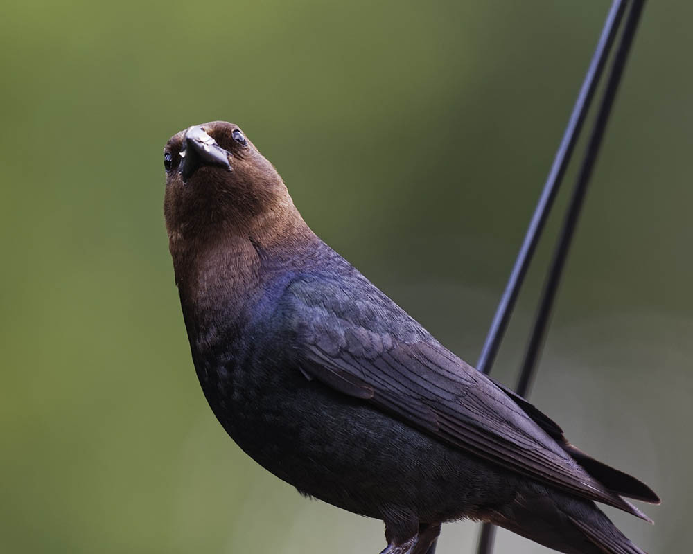Brown-headed cowbird