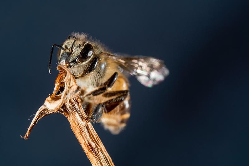 Bumble Bee up close