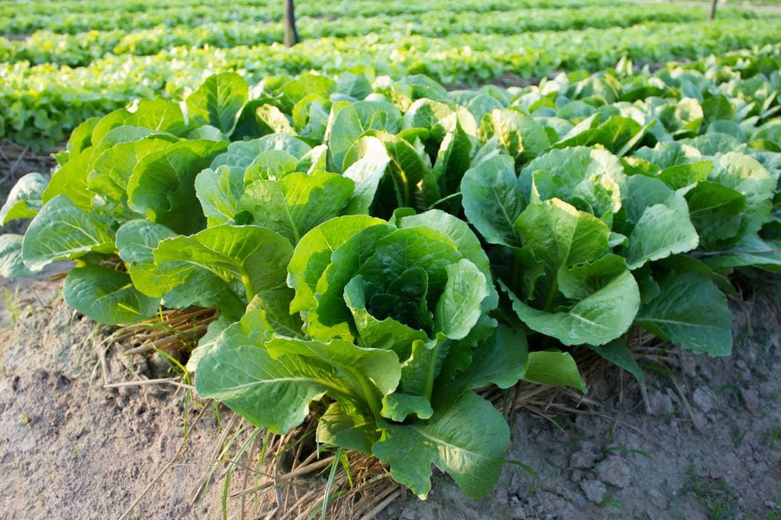 Buttercrunch Lettuce