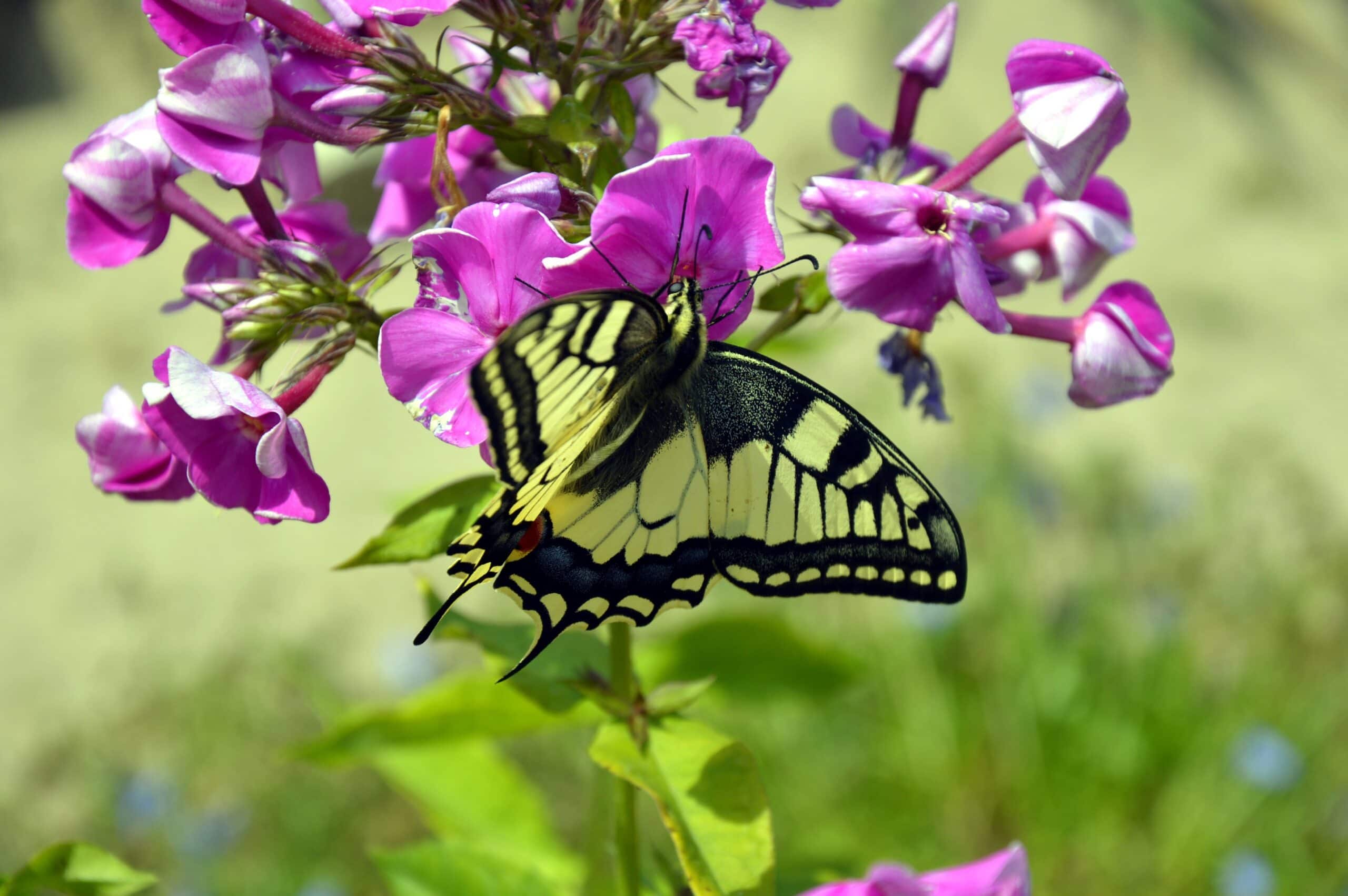 Butterflay Plants