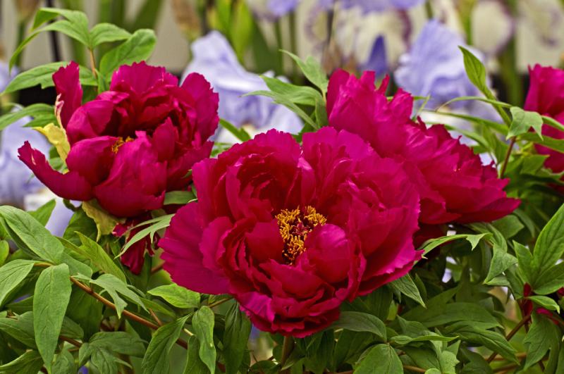 Cardinal Vaughan Peonies