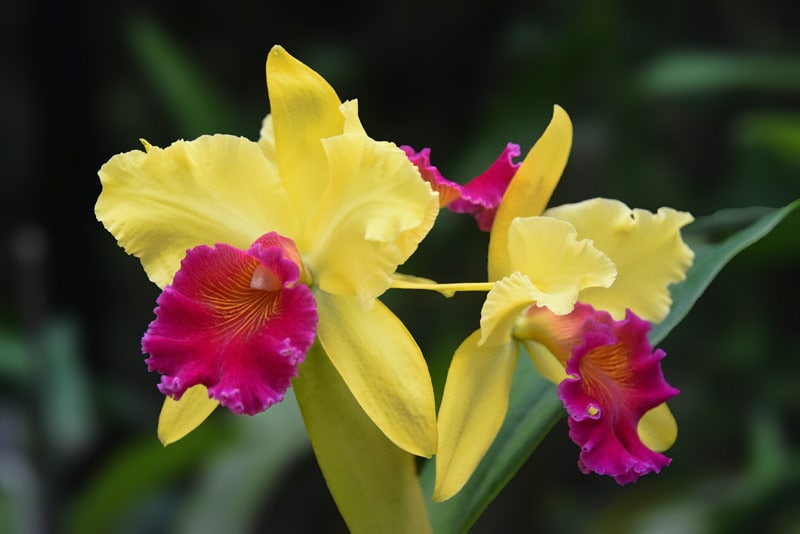 yellow and purple Cattleya Orchids