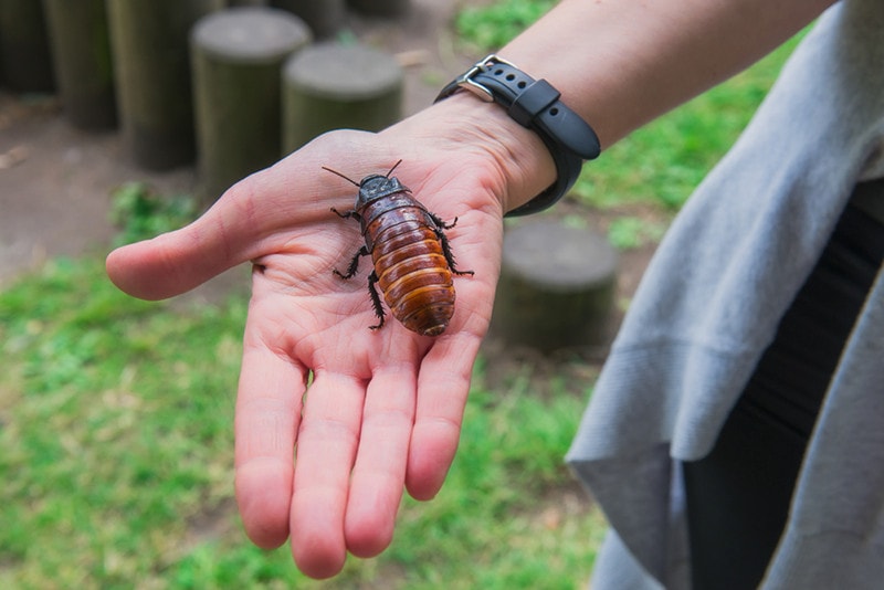 Central American Giant Cave Roach