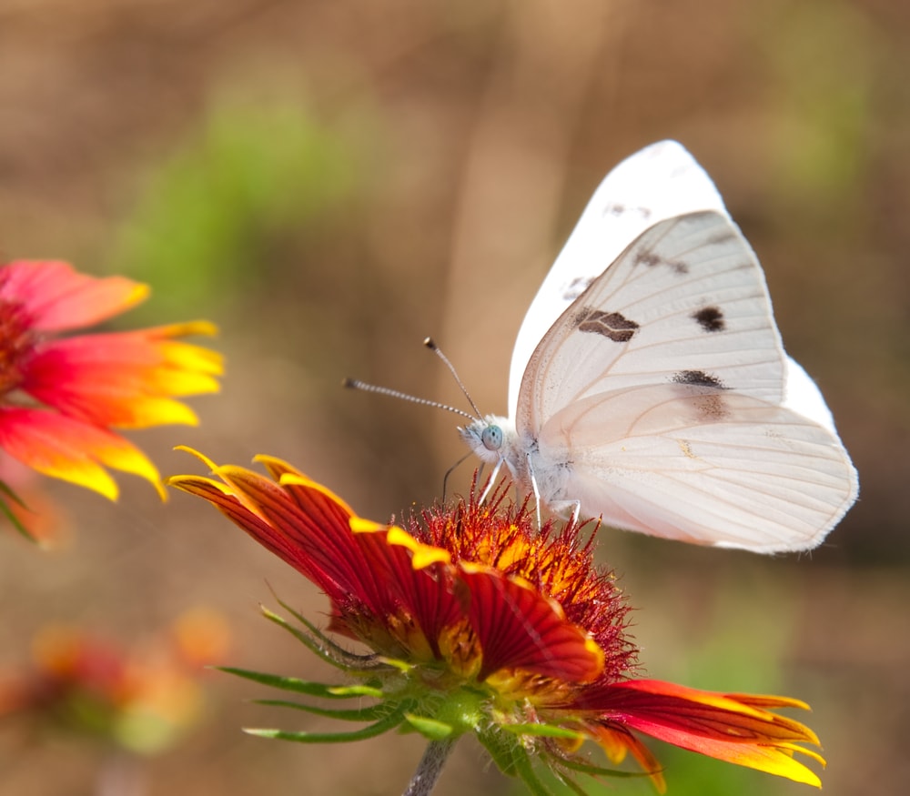 Checkered White Butterfly