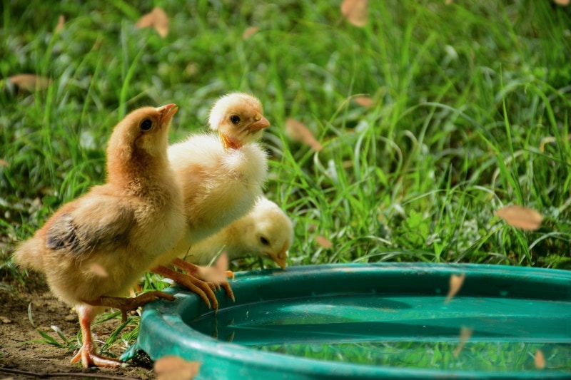 Chicks drinking from a water basin