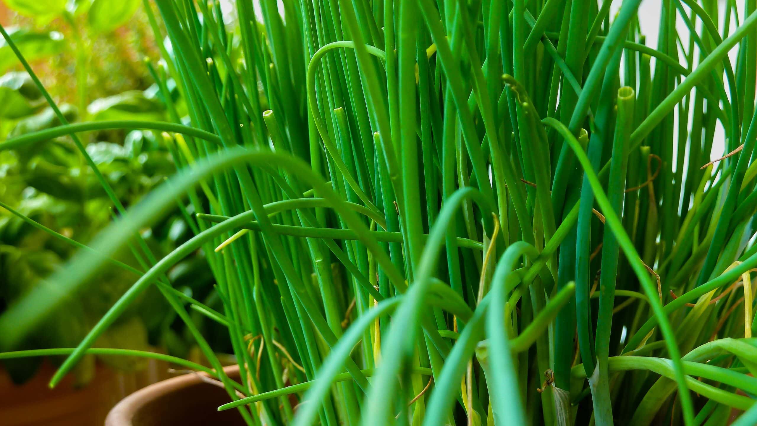Chinese Chives