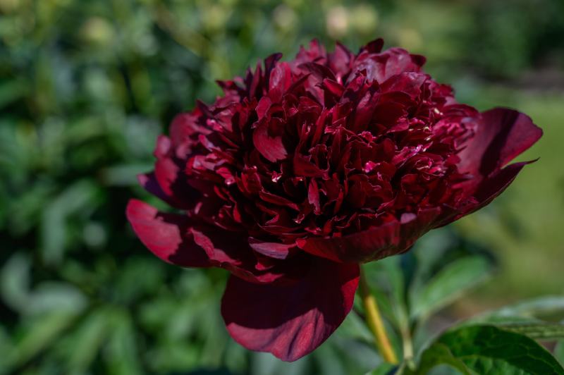 Chocolate Soldier Peony (Paeonia lactiflora “Chocolate Soldier”)