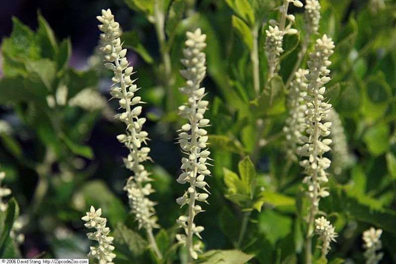 Clethra alnifolia Sixteen Candles