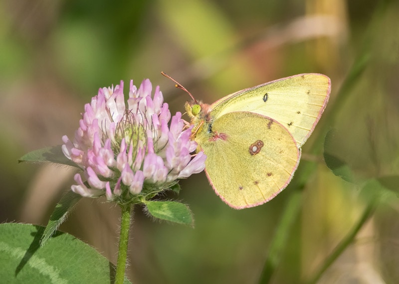 Clouded Sulphur