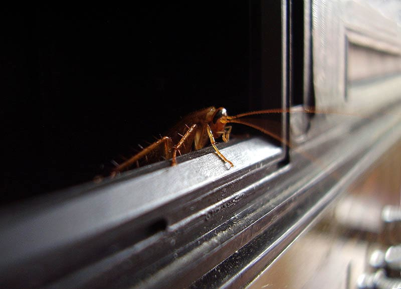 Cockroach looking out from radio set