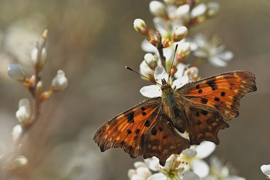 Comma Butterfly