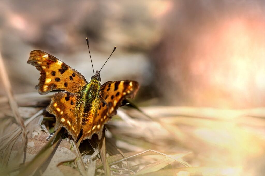 Comma Butterfly