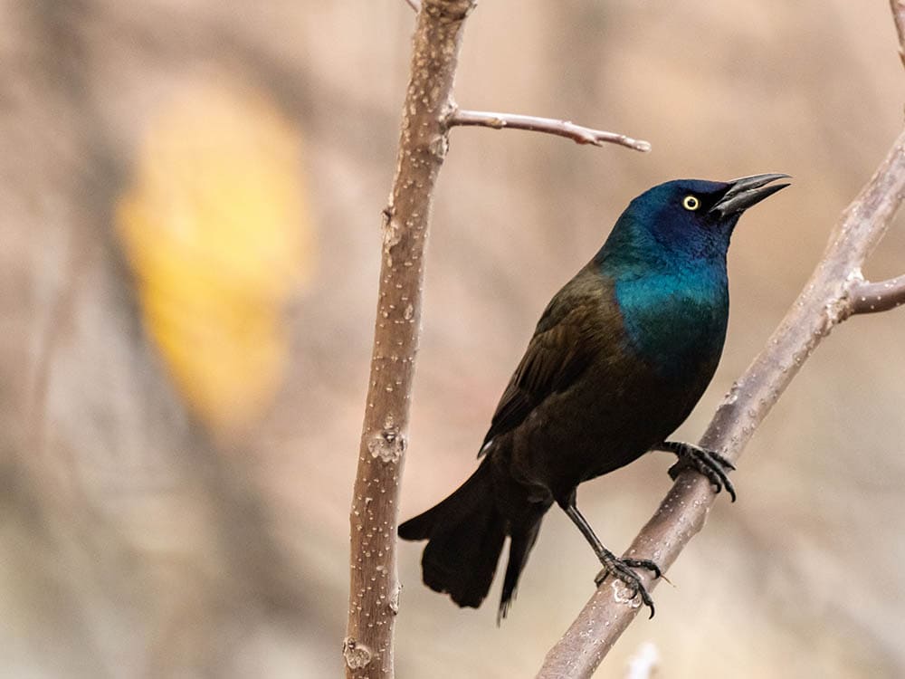 Common grackle