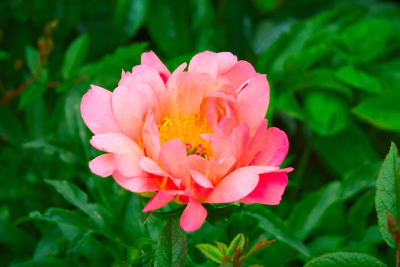 Coral Sunset Peony