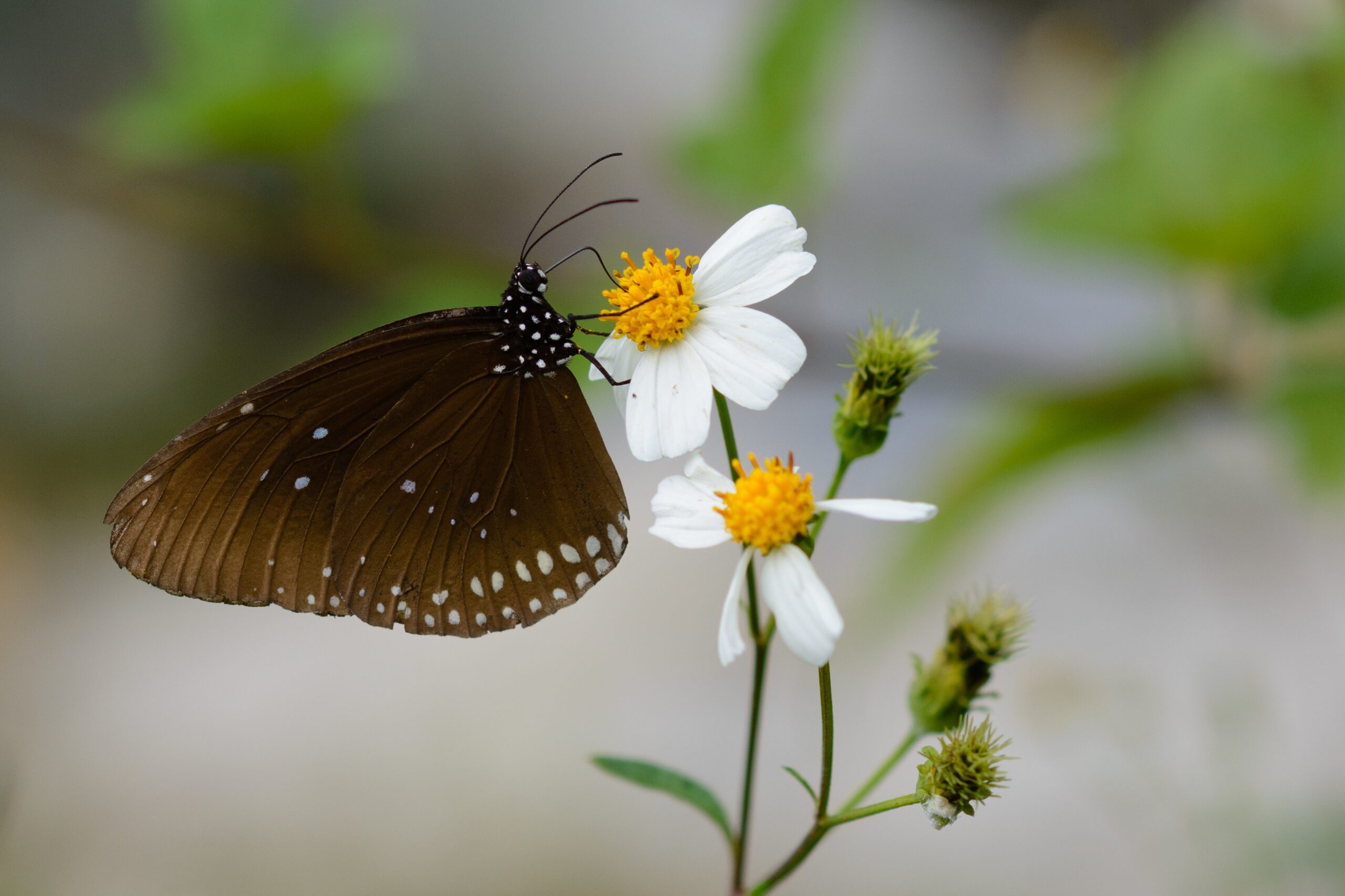 Crystal Clear Zinnia flower
