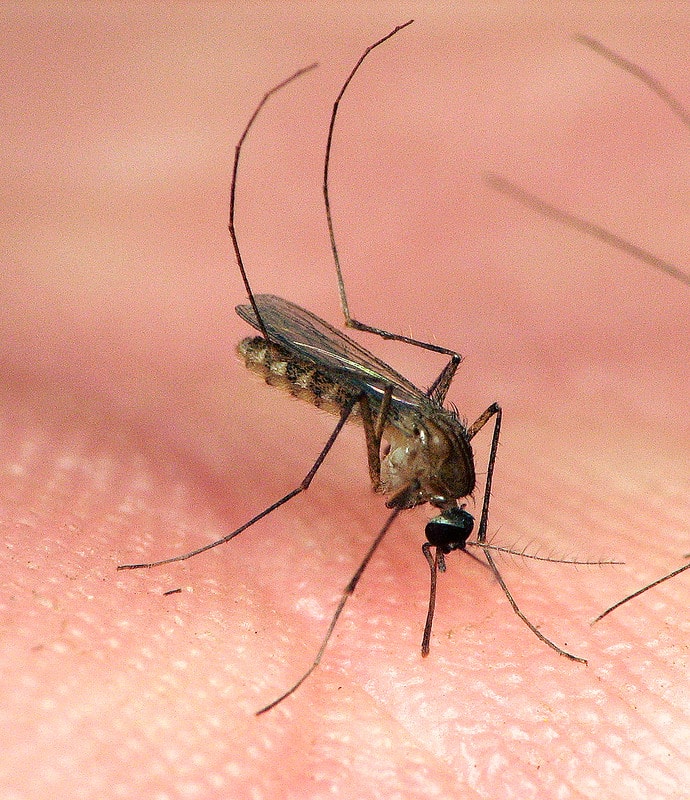 Closeup of a Culex nigripalpus on a person's skin